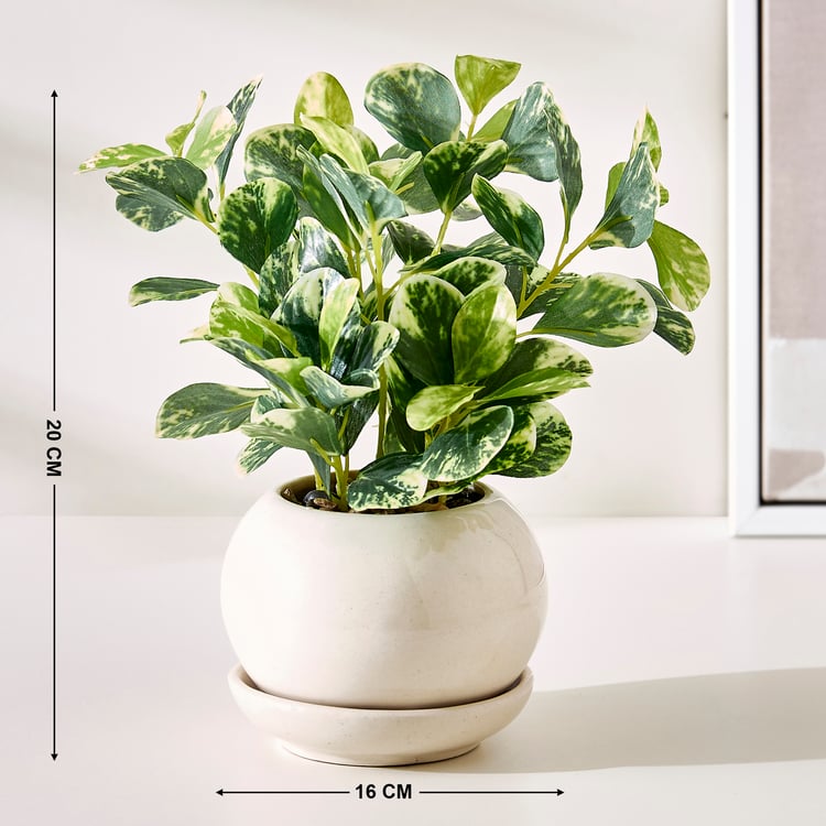 Corsica Gloria Artificial Coin Plant in Ceramic Pot