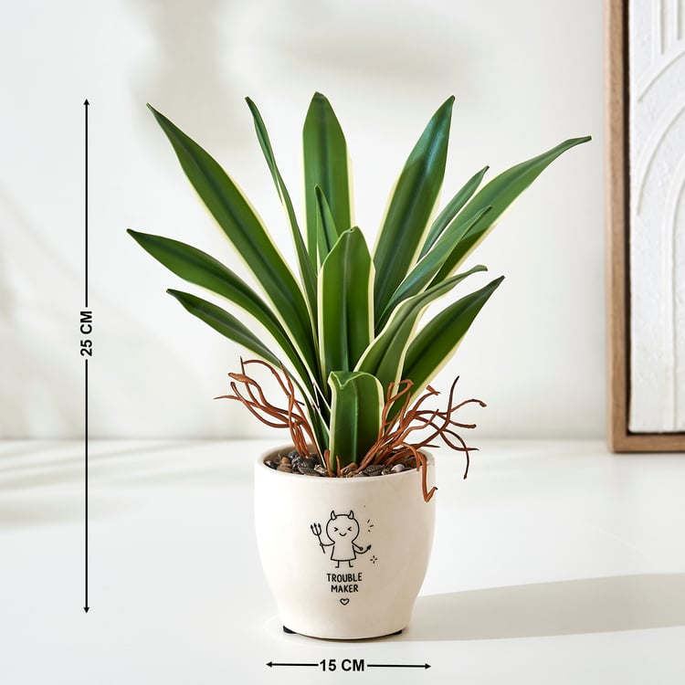 Bandhan Terra Dracaena Plant in Ceramic Pot