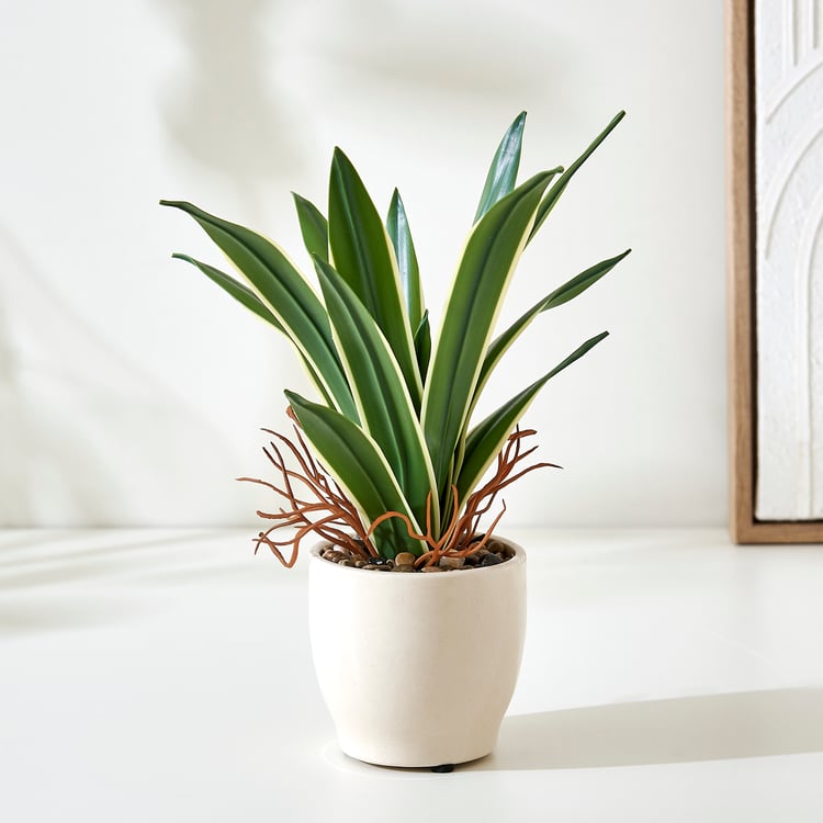 Bandhan Terra Dracaena Plant in Ceramic Pot