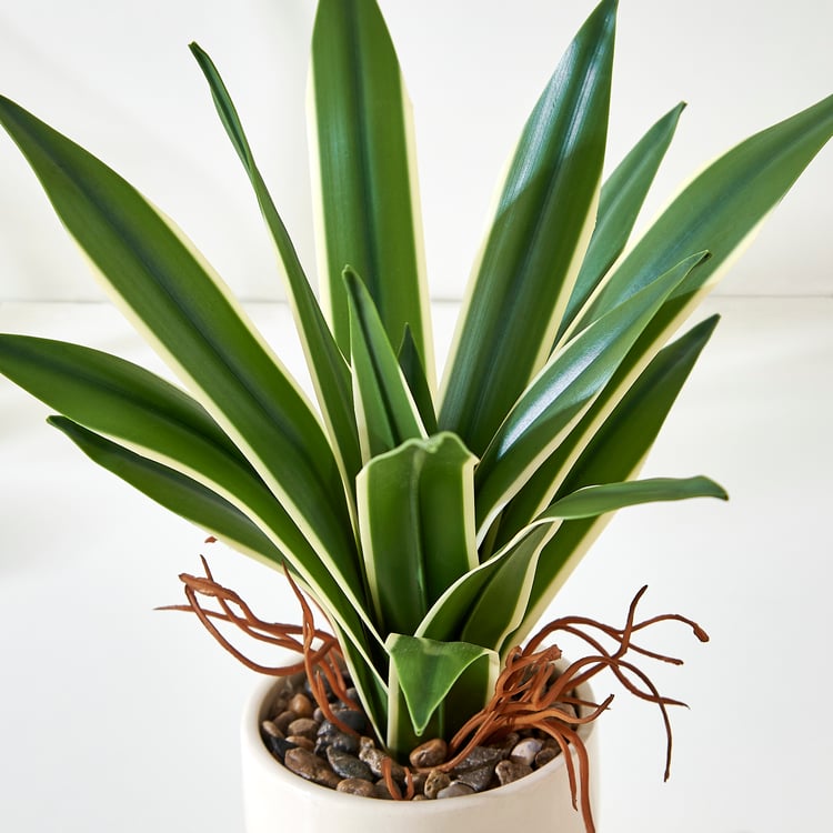 Bandhan Terra Dracaena Plant in Ceramic Pot