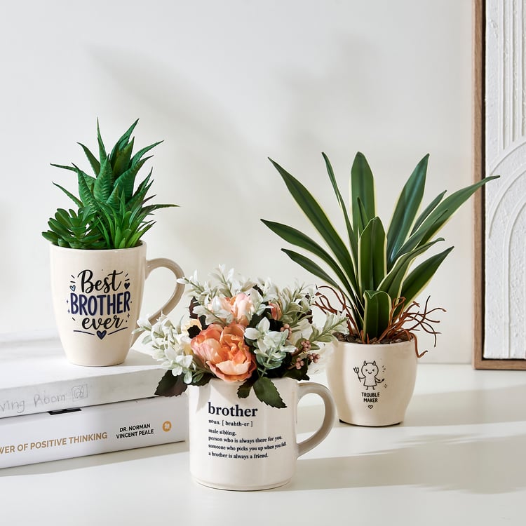 Bandhan Terra Succulents Flowers in Ceramic Pot