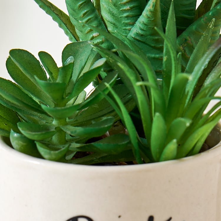 Bandhan Terra Succulents Plant in Ceramic Pot